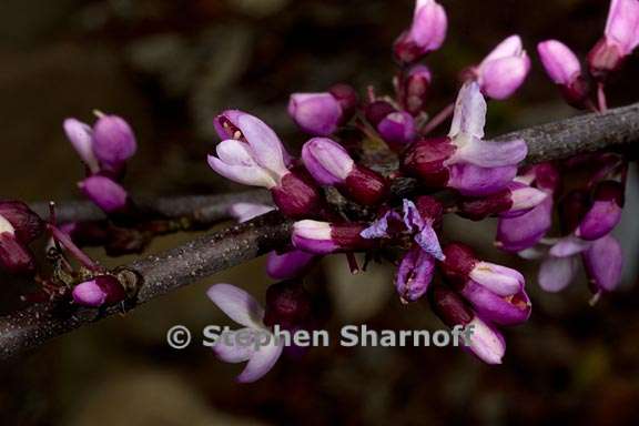 cercis canadensis ssp mexicana 2 graphic